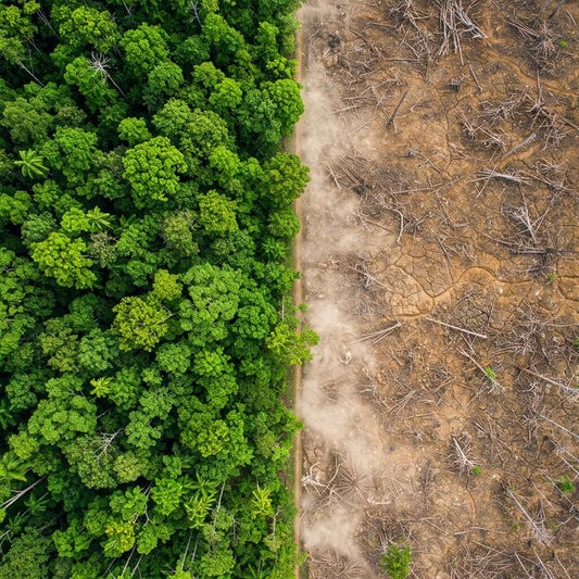 Luxem Swiss Goes Digital: A Greener Future, One Click at a Time