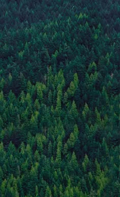 The Evergreen Order