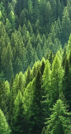 The Evergreen Order