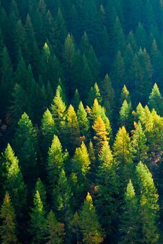 The Evergreen Order