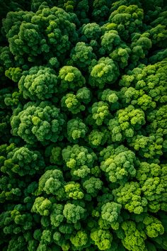 The Evergreen Order