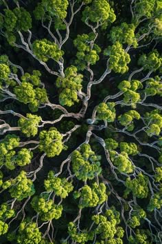 The Evergreen Order