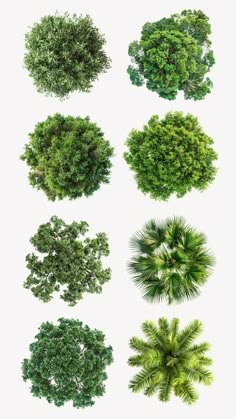 The Evergreen Order