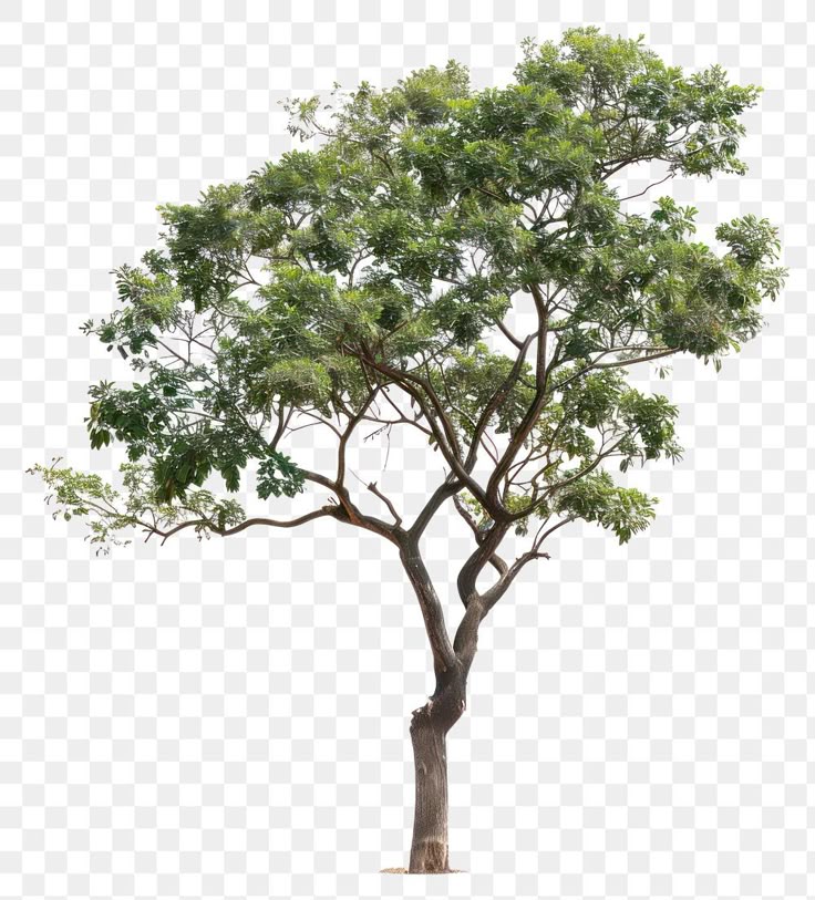 The Evergreen Order